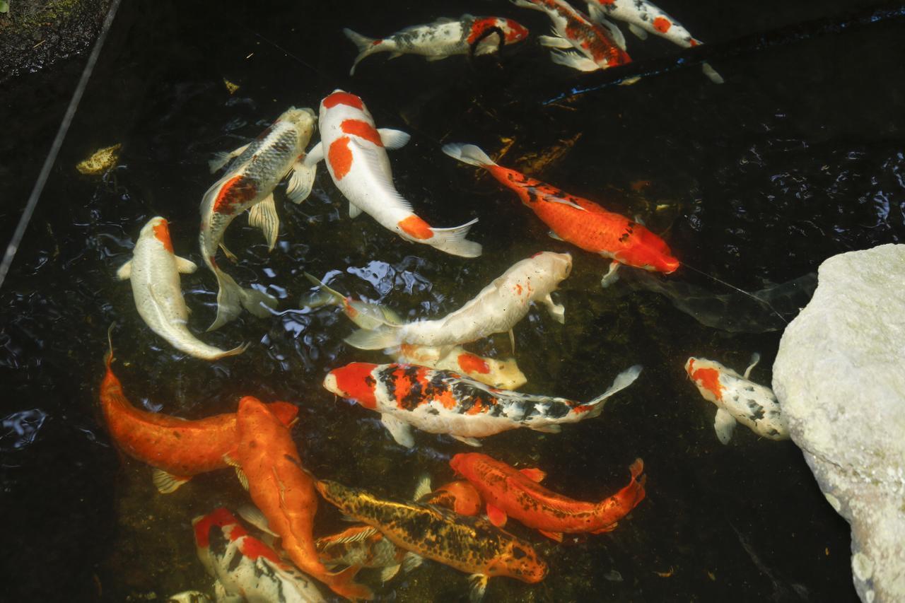Kinosaki Tenboen Toyooka  Bagian luar foto